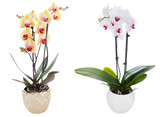 Fototapeta Storczyk - Orchid on a white background