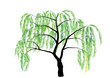 Willow tree Vector illustration