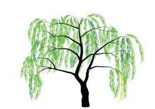 Willow Tree Vector Illustration