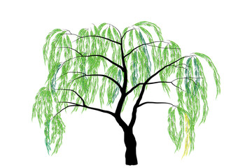 willow tree vector illustration
