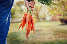 Farmer Hand Holding A Bunch Of Fresh Organic Carrots In Autumn Garden Outdoor, Toned Image