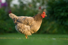 Bluebelle Chicken Outdoors On Green Grass