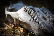 Animal Skull Is Found In The Woods. Tooths In Focus