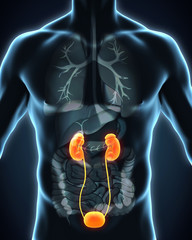 Wall Mural - Human Kidneys Anatomy