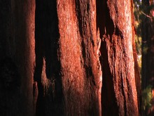 The Bark Of A Pacific Old Grove Tree At The Sequoia National Park.