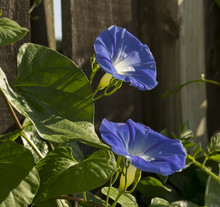 Heavenly Blue Morning Glory Flower
