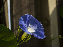 Heavenly Blue Morning Glory Flower