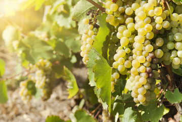 Vineyards in sunny autumn harvest