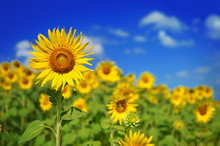 Sunflower Field Over Cloudy Blue Sky And Bright Sun Lights