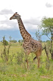 Fototapeta Sawanna - Girafe, Afrique
