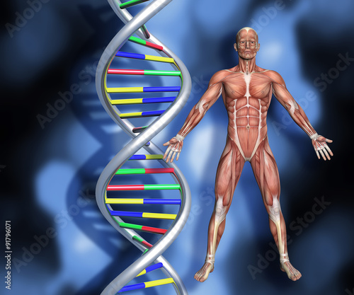 Nowoczesny obraz na płótnie DNA strands with 3D male figure with muscle map