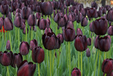 Fototapeta Tulipany - dark violet tulips blossomed in park