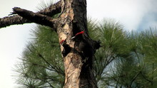 A Pileated Woodpecker On A Tree.