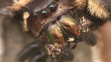 A Spider Face In Extreme Close Up.