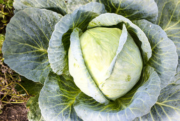 Wall Mural - Cabbage in a summer garden