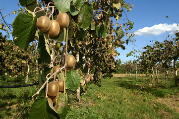 Wall Mural - kiwi