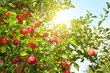 © ZoomTeam - Red apples on apple tree branch