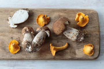 Wall Mural - Edible mushrooms