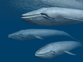 Canvas Print - Three Blue Whales