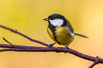 Wall Mural - Great tit autumn background