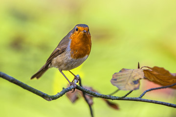 Sticker - Robin perched on a branch