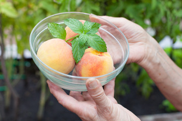 Canvas Print - peaches in hands