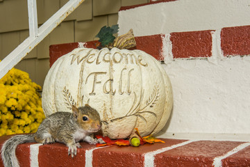 Wall Mural - Baby Squirrel playing with a fall pumpkin.