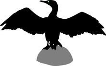 Silhouette Of Cormorant
