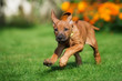 happy ridgeback puppy running outdoors