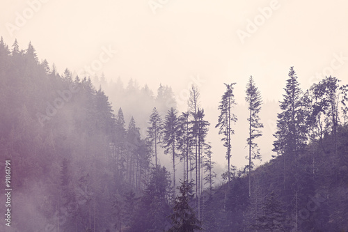 Plakat na papierze fotorealistycznym Mgła w lesie