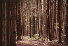 Forest Of Firs