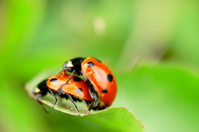 Ladybugs In Love - Macro Shot, Shallow Depth Of Field