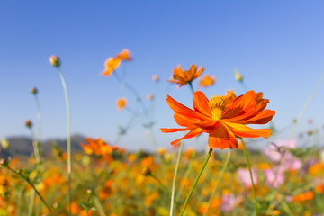 Wall Mural - Closeup Orange cosmos flowers or Sulfur cosmos