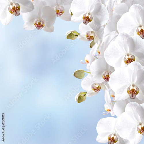 Dekoracja na wymiar  biala-orchidea