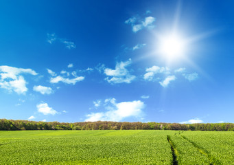  Green field under blue sky with white clouds