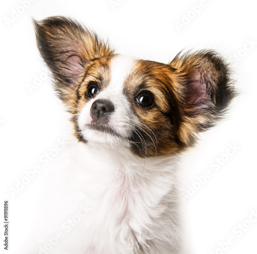 Naklejka dekoracyjna cute papillon puppy isolated over white