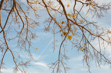 Pattern of tree with blue sky and cloud