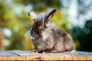 Beautiful fluffy black angora rabbit sitting outdoors in summer