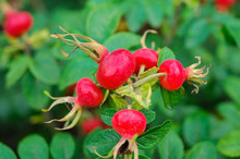 Rose Hips. Red Rose, Ripe Berries, Nature Closeup, Useful Edible Berries. Briar.