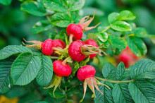 Rosehips. The Berries Of The Red Rose, Ripe Berries, Nature Closeup, Useful Edible Berries. 