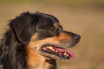 Wall Mural - Portrait of a dog who looks aside