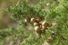 Cones On The Branch Of Cypress In A Cypress Forest In The Mediterranean