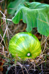 Wall Mural - Green pumpkin growing on the vegetable patch