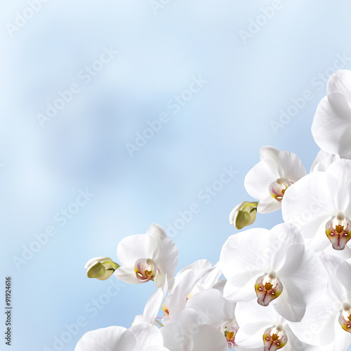 Fototapety Storczyki  biala-orchidea
