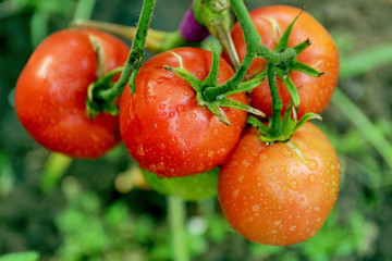 Wall Mural - Tomatoes growing in garden