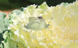 Butterflies mating on cauliflower