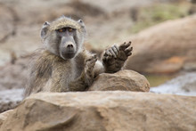 Tired Chacma Baboon Sit On Rocks To Rest After Hard Day