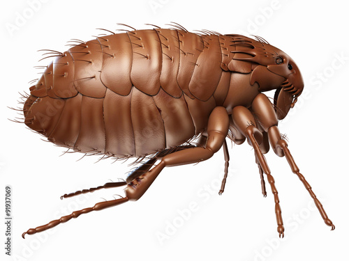 Fotografie, Tablou medically accurate illustration of a flea
