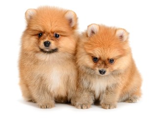 Sticker - pomeranian puppy