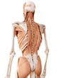medically accurate anatomy illustration - back muscles